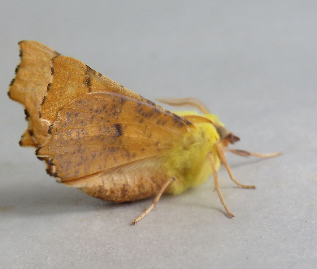 Canary-shouldered Thorn 
